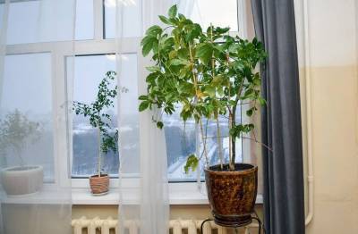 «Подружатся» ли комнатные растения с увлажнителем воздуха? - sadogorod.club