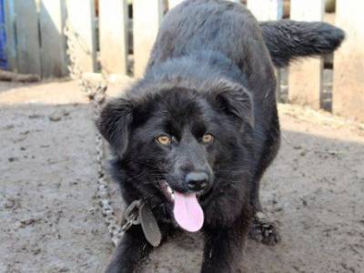 В правительстве Башкирии поддержали идею открытия заповедника для бездомных собак - mur.tv - республика Башкирия - Уфа