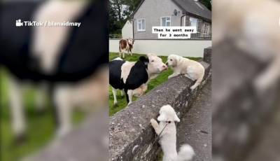 Трогательный момент: старые друзья, корова и собака, встречаются после долгой разлуки - mur.tv