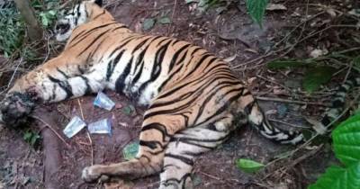 Заболевшую коронавирусом тигрицу усыпили в шведском зоопарке - mur.tv - Швеция
