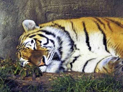 Заболевшую COVID-19 тигрицу усыпили в шведском зоопарке - mur.tv - Швеция