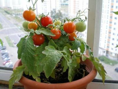 Лучшие сорта томатов для подоконника или балкона (лоджии): топ-17 комнатных помидоров - sadogorod.club