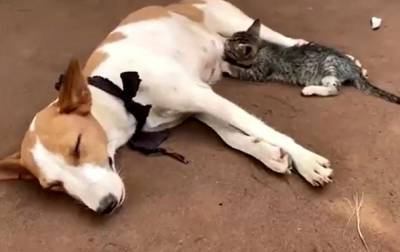 В Нигерии собака накормила молоком котенка - mur.tv - Индия - Нигерия - Мумбаи