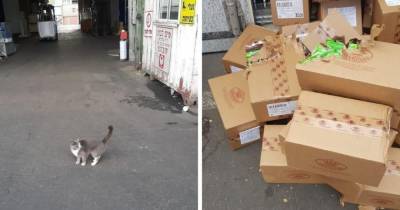 Украинский кот тайно проник в транспортный контейнер и был 3 недели в пути без воды. И то, как он выжил чудо - mur.tv - Израиль - Украина