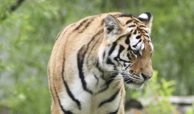 В шведском зоопарке усыпили заболевшую коронавирусом тигрицу - mur.tv