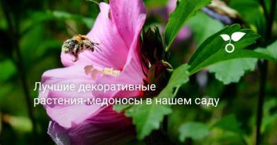 Лучшие декоративные растения-медоносы в нашем саду - sadogorod.club
