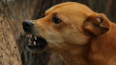 Бродячие собаки растерзали девятилетнюю девочку в Улан-Удэ - mur.tv - Улан-Удэ
