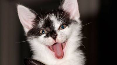 Накормившая котенка грудным молоком собака стала героиней соцсетей - mur.tv - Нигерия