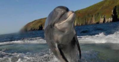 Владимир Путин - Нед Осалливан - В Ирландии связали пропажу знаменитого дельфина с “русскими и Путиным” - mur.tv - Ирландия