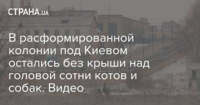 В расформированной колонии под Киевом остались без крыши над головой сотни котов и собак оставили. Видео - mur.tv - Киев - Буча