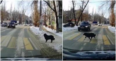 Умнее некоторых людей: собака соблюдает правила во время перехода дороги - mur.tv