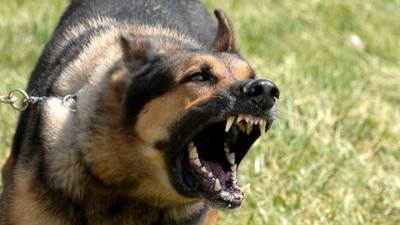 Стая диких собак держит в страхе жителей города в Пензенской области - mur.tv - Пензенская обл.