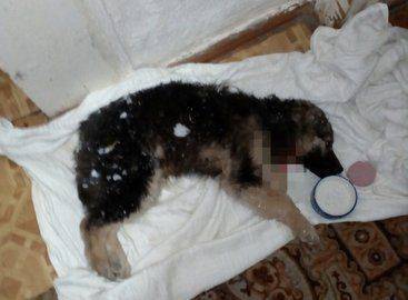 Проснулся от лая: Житель Уфы спас щенка от своры бродячих собак - mur.tv - Уфа