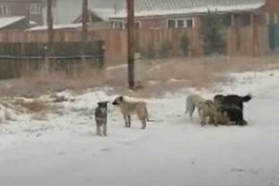 СК проверит очередное нападение собак на ребенка в Улан-Удэ - mur.tv - республика Бурятия - Улан-Удэ