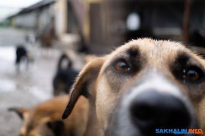 На проект приюта для 70 собак и 20 кошек дают 6,3 миллиона рублей - mur.tv