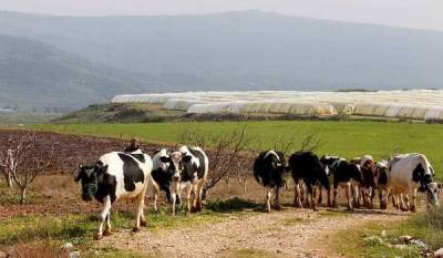 СМИ: Облава на коров чревата новым ливано-израильским конфликтом - mur.tv - Израиль - Ливан
