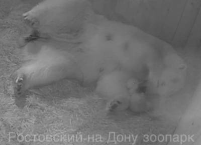 Рожденного в Ростовском зоопарке белого медвежонка пообещали показать посетителям весной - mur.tv