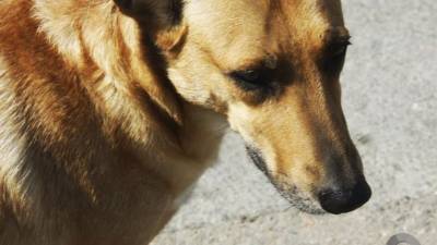 В Улан-Удэ после нападений на детей отловлено 185 бездомных собак - mur.tv - республика Бурятия - Улан-Удэ