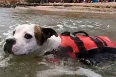 Собака в последний момент спасла тонувшего в реке мальчика - mur.tv - Австралия - штат Южная