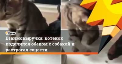 Взаимовыручка: котенок поделился обедом с собакой и растрогал соцсети - mur.tv
