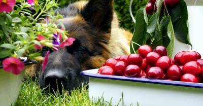 Какие фрукты и овощи нельзя есть вашей собаке - wmj.ru