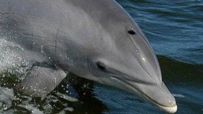 Россияне высмеяли слова о “причастности” Путина к пропаже дельфина в Ирландии - mur.tv - Ирландия