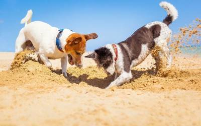 Почему собаки любят рыть ямы и как отучить питомца от этой привычки - mur.tv