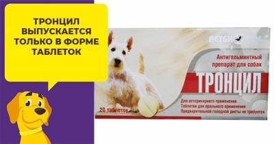 Как используют глистогонный препарат Тронцил для собак - mur.tv - Россия