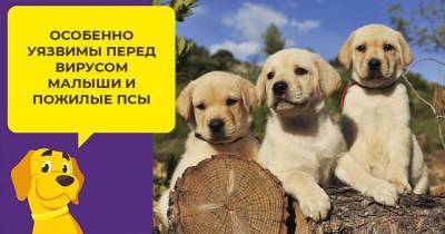 Лечение парвовирусного энтерита у щенков и взрослых собак - mur.tv