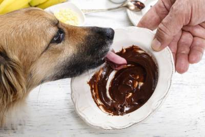 Опасная сладость: что будет, если собака съест шоколад - mur.tv