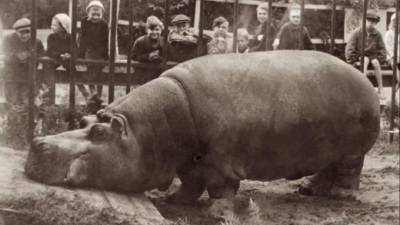 В Ленинградском зоопарке открылась экспозиция “Зоосад в годы блокады” - mur.tv