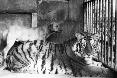 В Ленинградском зоопарке рассказали, как жили животные во время блокады - mur.tv - Санкт-Петербург