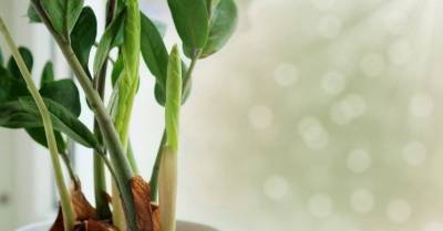 5 хитроумных трюков при выращивании комнатных растений, которые вы еще не пробовали - lifehelper.one