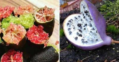 10 редчайших экзотических фруктов, о которых мало кто знает - lublusebya.ru
