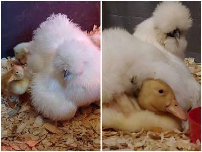 Курица вырастила утёнка наравне со своими цыплятами - mur.tv