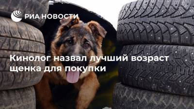 Владимир Голубев - Кинолог назвал лучший возраст щенка для покупки - mur.tv - Россия - Москва