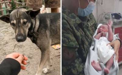 Пёс спас брошенного новорожденного ребёнка - chert-poberi.ru - Филиппины
