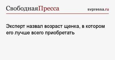 Владимир Голубев - Эксперт назвал возраст щенка, в котором его лучше всего приобретать - mur.tv - Россия