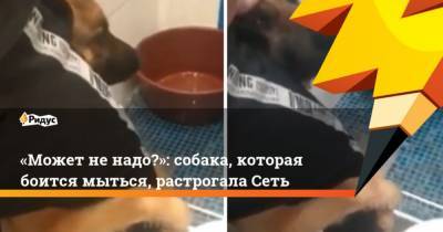 Может не надо?: собака, которая боится мыться, растрогала Сеть - mur.tv