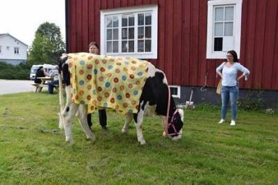 В Швеции суд обязал фермеров завести подругу для коровы - mur.tv - Швеция