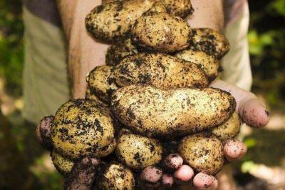 Кому грозит штраф за выращивание картофеля? - sadogorod.club