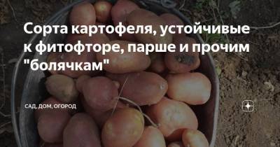 Сорта картофеля, устойчивые к фитофторе, парше и прочим "болячкам" - sadogorod.club