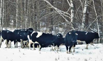 В Сети появилось фото одичавших коров в Чернобыльской зоне отчуждения (ФОТО) - mur.tv