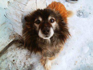 Под Уфой может появиться заповедник для бездомных собак - mur.tv - Уфа