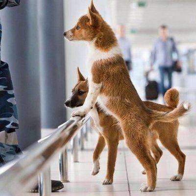 В аэропорту Италии служебных собак научили искать пассажиров с коронавирусом - mur.tv - Италия - Рим