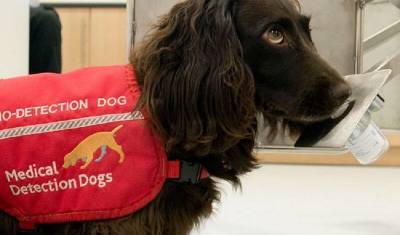 В итальянском аэропорту заболевших ковидом собаки определяют по запаху - mur.tv