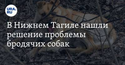 В Нижнем Тагиле нашли решение проблемы бродячих собак - mur.tv - Свердловская обл.