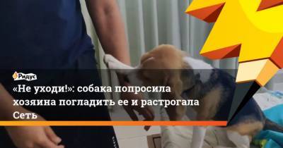 Неуходи!: собака попросила хозяина погладить ееирастрогала Сеть - mur.tv
