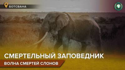 Новая волна смертей слонов в Ботсване беспокоит общественность - mur.tv - Ботсвана