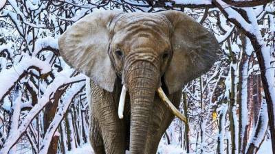Теплолюбивые слоны пришли в восторг от выпавшего снега в США - mur.tv - Сша - штат Аризона